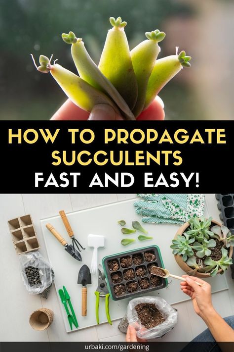 Repot Succulents, How To Propagate Succulents, Succulent Garden Outdoor, Propagate Succulents From Leaves, Propagate Succulents, Kaktus Dan Sukulen, Succulent Collection, Propagating Succulents, Succulent Soil