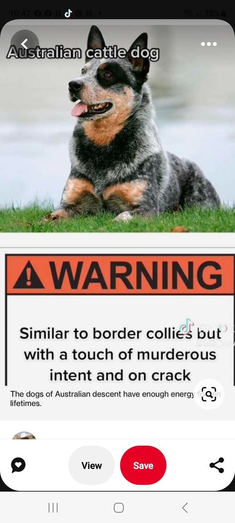 Heeler Quotes, Cattle Dogs Rule, Cattle Dogs, Dog Ideas, Dog Rules, Australian Cattle Dog, Cattle Dog, Border Collie, Puppy Love