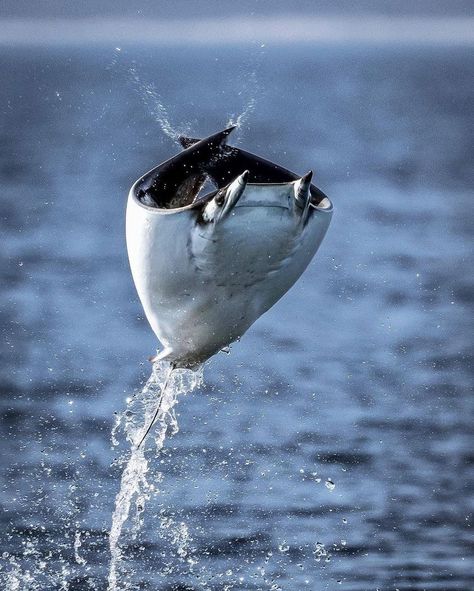 Mobula Ray, Beautiful Sea Creatures, Manta Ray, Sea And Ocean, Sea Animals, Marine Life, Sea Creatures, Clue, Blue Ocean