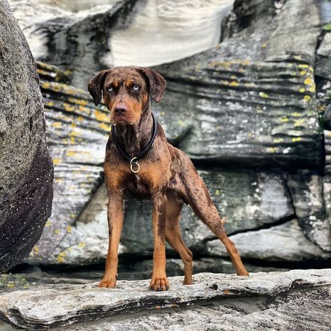 Catahoula Leopard Dog Facts, Catahoula Leopard Dog Puppy, Catahoula Leopard Hound, Louisiana Catahoula Leopard Dog, Pretty Puppy, Every Dog Breed, Akc Breeds, Beautiful Dog Breeds, Catahoula Leopard