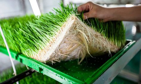 Growing Barley, School Outdoor Area, Focus Ideas, Microgreens Garden, Growing Wheat Grass, Growing Wheat, Growing Organic Vegetables, Micro Greens, Crop Production