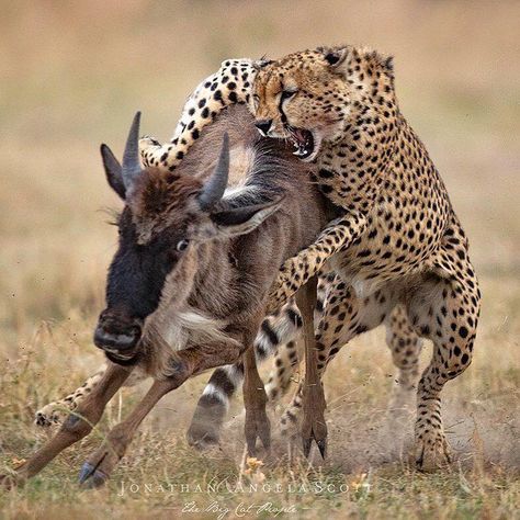 Cheetah Photos, African Wildlife Photography, Unbelievable Pictures, Gato Grande, Animal Spirit Guides, Living Photo, Animal Spirit, Jonathan Scott, Cheetah Animal