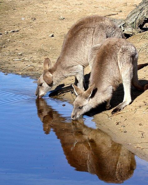 Eastern grey kangaroo (Macropus giganteus) / Kangourou géant / Image by Gerry Pearce (Science Photo Library) from sciencephoto Eastern Grey Kangaroo, Grey Kangaroo, Red Eyed Tree Frog, Fruit Bat, Black Racer, Russian Blue Cat, Green Sea Turtle, Science Photos, Red Deer