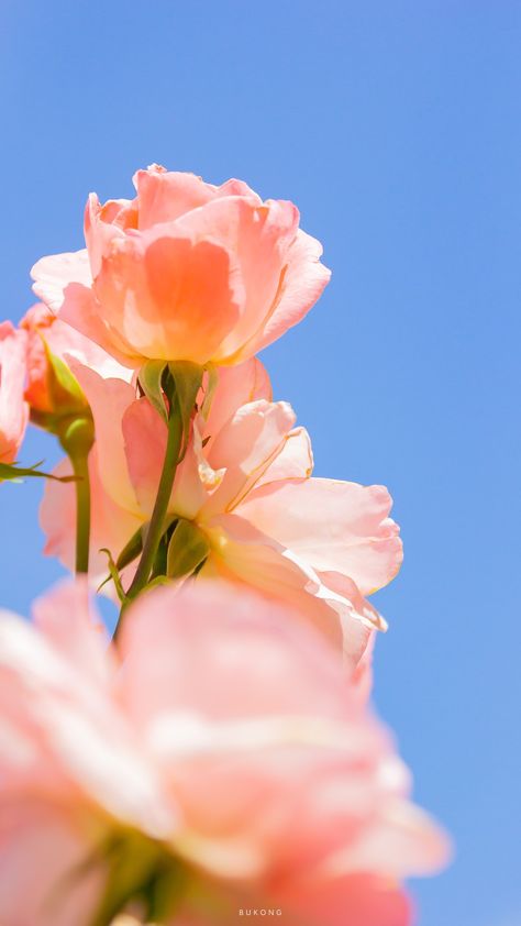 Dark Days, Flowers Photography Wallpaper, Plant Aesthetic, Flower Therapy, 背景 シンプル, Tumblr Wallpaper, Photography Wallpaper, Pastel Wallpaper, Nature Aesthetic