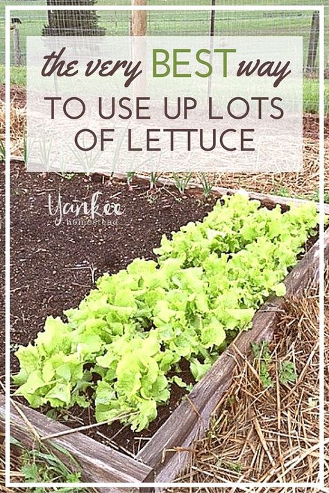 Lettuce Soup, How To Harvest Lettuce, Lettuce Recipes, Breakfast Salad, Lettuce Salad, Organic Gardening Tips, Garden Recipes, Food Trays, Stir Fries