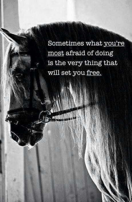 Foto Cowgirl, Inspirational Horse Quotes, Horse Riding Quotes, Equestrian Quotes, Riding Quotes, Country Quotes, Horse Quotes, E Card, Horse Love