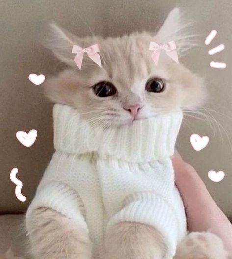 Kpop Quiz, We Can Be Friends, Friends Talking, Fairy Cat, Cat Wallpapers, Funny Looking Cats, Hello Kitty Videos, Cats Photos, Funny Cat Wallpaper