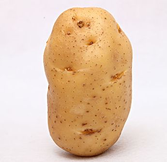 Potato Profile Pic, Contact Pictures, Potato Picture, Lr Photo Editing Background Hd, Object Painting, Single Pic, Food Clipart, Blood Test, Profile Pic