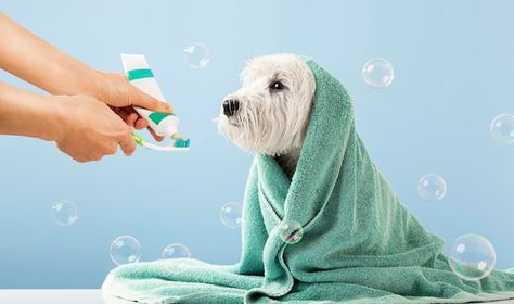 Dog Wrap, Photo Cute, After Bath, Space Place, West Highland White, White Terrier, West Highland White Terrier, West Highlands, Terrier Dog