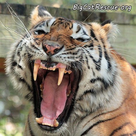 Keisha Tiger Tiger Yawning, Suh Dude, Tiger Tooth, Panthera Tigris, Cat Species, Tiger Painting, Bengal Tiger, Large Cats, In Peace