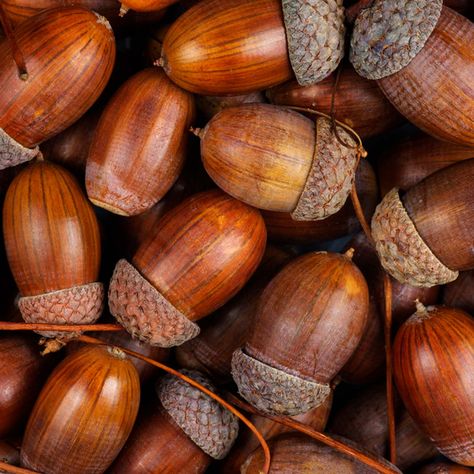 What To Do With Fallen Acorns, Types Of Acorns, Things To Make With Acorns, Acorns Aesthetic, What To Do With Acorns, Acorn Aesthetic, Crafts With Acorns, Acorn Carving, Acorns Crafts