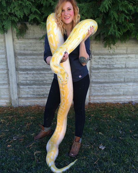 Yellow Reticulated Python, Cool Snakes, Pretty Snakes, Yellow Snake, Corn Snake, Boys Outfits, Pet Snake, Exotic Animals, Lizards