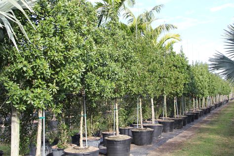 Conocarpus lancifolius Conocarpus Tree, Mysore, Fast Growing, Lawn, Trees, Plants, Quick Saves