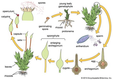 Fern Life Cycle, Cycle Drawing, Plant Physiology, Moss Plant, Plant Life Cycle, Diagram Design, Vascular Plant, Reproductive System, Plant Drawing