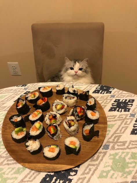 Cats Eating Sushi, Sushi Meme, Sushi Funny, Halloween Costume Cat, Sushi Ideas, 2560x1440 Wallpaper, Cat Photos, Cat Halloween, Cat Boarding