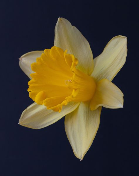 Sunshine... #Daffodil #Floralphotography #Lovenature #Springtime #Blessed Daphodil Flower, Daffodil Aesthetic, Daffodils Aesthetic, Daffodil Photography, Girls Bedroom Mural, Sunshine Aesthetic, Bedroom Mural, March Birth Flowers, Painting References