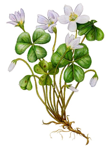 Wood Sorrel Leila Duly, Wood Sorrel, Plants Uk, An Apple A Day, Plant Tattoo, Apple A Day, Clover Flower, Apple A, Teacher Inspiration