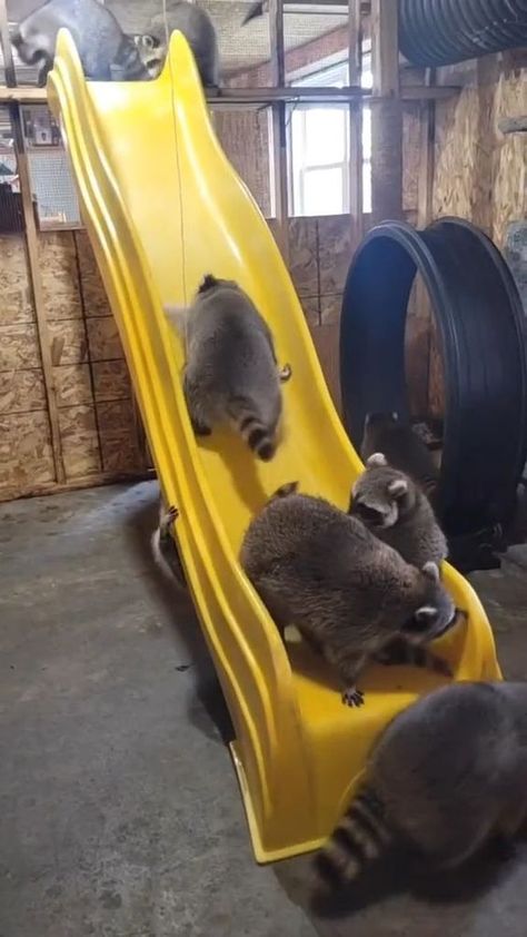 Cuteanimals Cute Animals, Trash Pandas, Best Names, Not Again, Waiting For Spring, Trash Panda, Silly Animals, Baby Dragon, Fluffy Animals