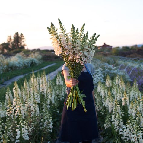 Floret_Foxgloves_Camelot Cream-2 Transplanting Plants, Cut Flower Farm, Starting Seeds Indoors, Flower Farmer, Cut Flower Garden, Annual Flowers, Bunch Of Flowers, Seed Starting, Flower Farm