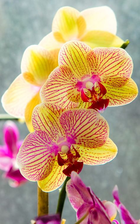 Orchid Exotic Flower Tattoos, Carillons Diy, Red Orchids, Yellow Orchid, Exotic Orchids, Orchid Arrangements, Unusual Flowers, Beautiful Orchids, Orchid Plants