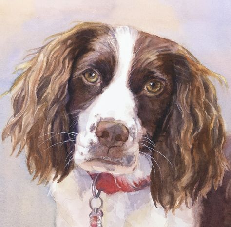 Watercolor Dog Portrait, Spaniel Art, Long Haired Dachshund, English Springer, English Springer Spaniel, Best Dog Breeds, Watercolor Dog, Springer Spaniel, Arte Animal