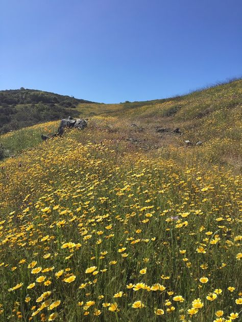 California's springtime wildflowers draw crowds from across the country. Click to read about the 30 best spots to see wildflowers across Northern California this spring! California wildflowers | California superbloom | California flower fields | wildflowers in California | Spring travel | Spring break California Superbloom, Spring California, Northern California Travel, Wildflower Drawing, California Wildflowers, California Winery, Sonoma California, Spring Travel, Wine Country California