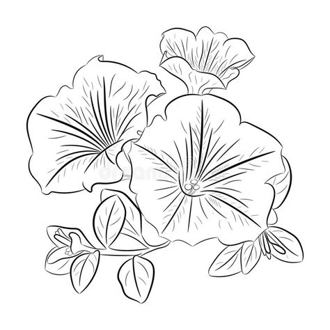 A Simple Outline Drawing Of A Petunia, Stock Vector - Illustration of modern, beautiful: 209309199 Simple Outline Drawing, Petunia Tattoo, Printable Flower Pattern, Petunia Flower, Flower Graphics, Flower Outline, Flower Art Drawing, Outline Drawing, Art Drawings Sketches Pencil