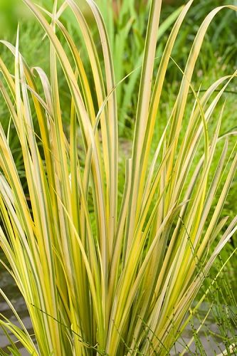 Golden Sweet Flag - Acorus gramineus Ogon Acorus Gramineus Ogon, Grass Acorus Ogon, Acorus Gramineus, Deck Planters, Bog Garden, Ornamental Grass, Modern Backyard, Ornamental Grasses, Large Plants