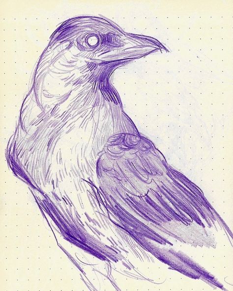 sleenfire: “A quick crow sketch because I haven’t used pencil in a while and I miss it ” Crow Sketch Pencil, Crow Reference Drawing, How To Draw Crow, Crow Drawing Reference, Drawings Of Crows, Raven Drawing Sketch, Pencil Drawings Of Birds, Crow Drawing Sketch, Crow Reference