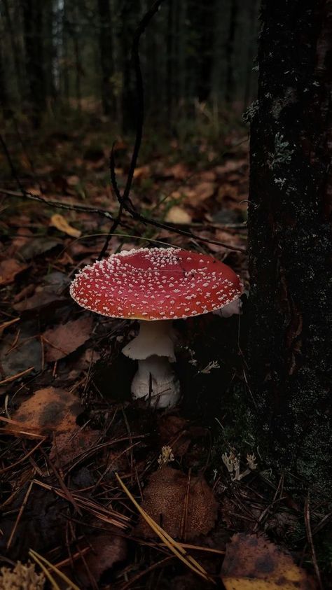 Dark Cottagecore Aesthetic Wallpaper, Cottagecore Background, Dark Cottagecore Aesthetic, Goth Garden, Mushroom Paint, Hedge Witch, Love The Earth, Dark Cottagecore, Mushroom Fungi