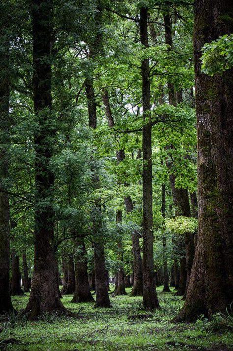 Ormanlık Alan, Lost In The Woods, Forest Path, Fantasy Forest, Tall Trees, Beautiful Forest, Walk In The Woods, Tree Forest, Forest Landscape