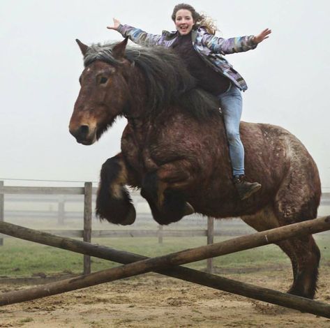 Brabant- tackles riding. Brabant Horse, Big Horse Breeds, Powerful Animals, Largest Horse Breed, Big Horses, Horse Trainer, Draft Horses, Horse Life, Horse Photos