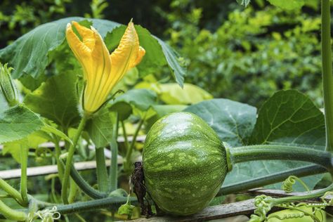 How to Grow Kabocha Pumpkin Vines. Kabocha pumpkins (Cucurbita maxima, Cucurbita moschata x maxima) deliver sweetness and nutty texture for minimal labor. Also known as Japanese pumpkins, kabocha squash varieties need the same simple care as their close relatives, common pumpkins and winter squash (Cucurbita maxima). Even small gardens can grow... Pumpkin Pics, Japanese Pumpkin, Japanese Plants, Pumpkin Vine, Planting Pumpkins, Squash Varieties, Garden Line, Pumpkin Images, Hosta Gardens