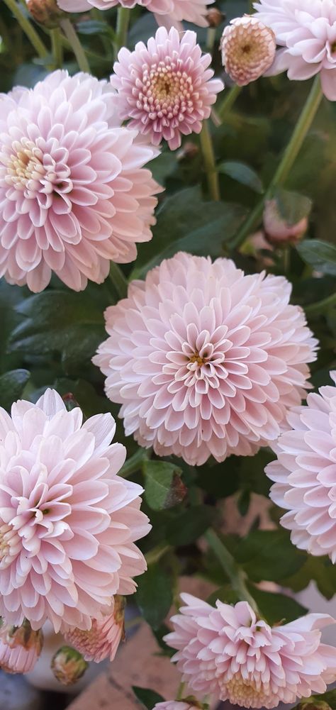 Flower wallpaper 🤍 Dahlia Flower Wallpaper, Delilah Flower, Dahlia Wallpaper, Tiktok Trends, Light Pink Flowers, Dahlia Flower, Baby Boutique, Chrysanthemum, Flower Wallpaper