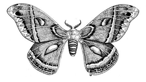 Cecropia moth, no link. If I were to have my tattoo redone I would have this design done over it. Insect Images, Moth Insect, Cecropia Moth, Moth Drawing, Dragonfly Drawing, Pyrography Designs, Atlas Moth, Charmed Book Of Shadows, Moth Wings