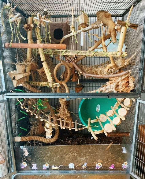 Fancy Rat Cage, Bioactive Rat Cage, Rat Cage Setup, Rat Cage Ideas, Rat Cage Diy, Rat Ideas, Pet Rat Cages, Rat Care, Rat Cage Accessories