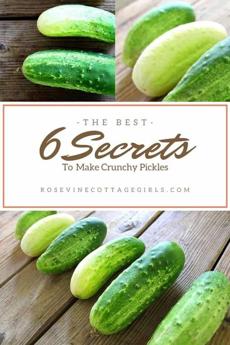 6 Secrets To Making The Best Crisp Pickles Crispy Pickles Canning, Pickle Crisp Recipe, Crispy Dill Pickle Recipe, Crispy Pickles, Make Your Own Pickles, Crispy Dill Pickles, Canning Pickles Recipe, Homemade Crisps, Crispy Pickles Recipe