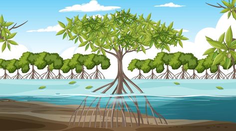 Mangrove forest landscape scene at daytime Mangrove Drawing, Madagascar Rainforest, Forest Drawing, Mangrove Swamp, Mangrove Forest, Life Hacks For School, Forest Landscape, Diy Pillows, Online Wedding