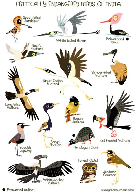 Green Humour: Critically Endangered Birds of India Great Indian Bustard, Indian Geography, Endangered Species Art, Upsc Study, Endangered Birds, Animals Information, Animal Science, Endangered Animals, Animal Posters