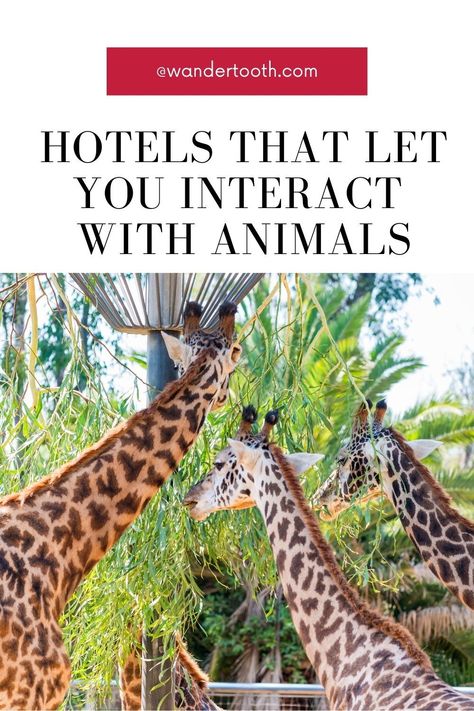 From sleeping at a farm sanctuary full of rescued animals to having breakfast with giraffes and hanging out with gorillas near a volcano, you are sure to get a full animal experience you’ll never forget. #travel #hotels #airbnb #placestostay Giraffe Hotel, Kakslauttanen Arctic Resort, Lodge Look, Animal Kingdom Lodge, Non Human, Farm Sanctuary, Animal Experiences, Rainforest Animals, Mountain Gorilla