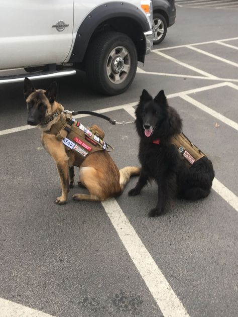 Rock, left and Ike, right.  Both my Service Dogs for PTSD. Had to retire Ike. Rock was his replacement Black Husky, Elizabeth Afton, Service Dogs Gear, Dogs Stuff, Dog Things, Belgian Shepherd, Cute Posts, Belgian Malinois, Pretty Animals