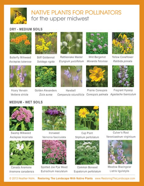 Restoring The Landscape With Native Plants: Plan Now for Spring Pollinators Native Plant Landscape, Pollinator Plants, Asclepias Tuberosa, Making Plant Pots, California Native Plants, Native Plant Gardening, Wildlife Gardening, Wildflower Garden, Pollinator Garden