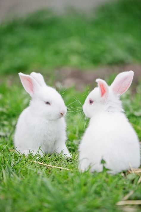 Twin white bunnies Somebunny Loves You, White Bunnies, Rabbit Animal, Rabbit Rabbit, White Rabbits, Bunny Pictures, Floppy Ears, Bunny Rabbits