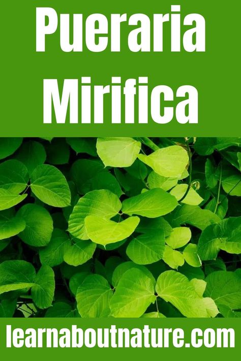 Pueraria Mirifica Pueraria Mirifica Before And After, Pueraria Mirifica Benefits, Pueraria Mirifica, About Nature, Wild Plants, Diet And Nutrition, Myanmar, Garden Plants, Thailand