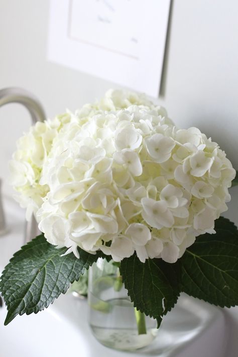 Bouquet Champetre, Flower Cottage, White Hydrangeas, White Hydrangea, Blue Hydrangea, Love Flowers, My Flower, Pretty Flowers, Fresh Flowers