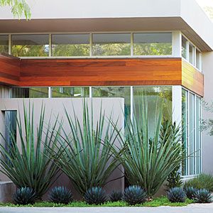 Modern Garden Landscaping, Low Water Plants, Plant Arrangements, House Foundation, Modern Landscape Design, Garden Shrubs, Landscape Designs, Low Maintenance Garden, Landscape Plans