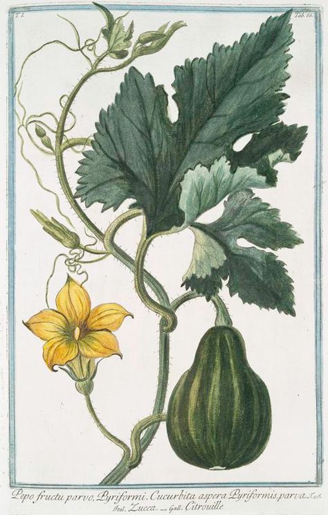 Botanisk Illustration, Pumpkin Vine, Botanical Illustration Vintage, Illustration Botanique, Antique Illustration, Plant Illustration, Botanical Drawings, Fruit Art, Art Bundle