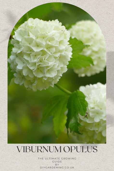 Everything you need to know about growing viburnum opulus which is known in the UK and US as the "snowball" bush or tree. Expect plenty of spring flowers from this delightful hardy shrub. Learn how to grow and maintain this popular plant with the help of DIY Gardening. #viburnum #opulus #snowballbush #snowballtree #snowball Viburnum Opulus Roseum, Snowball Tree, Winter Hanging Baskets, Lilac Plant, Viburnum Opulus, Fast Growing Shrubs, Hydrangea Arborescens, Beneficial Insects, Low Maintenance Plants