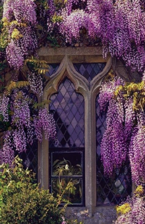 Flowers Growing, Wisteria, Dream Garden, Garden Inspiration, Secret Garden, Beautiful Gardens, Purple Flowers, Garden Landscaping, Front Yard