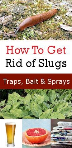 How To Get Rid Of Slugs In Garden, Garden Slugs, Slug Trap, Slug Repellant, Getting Rid Of Slugs, Slugs In Garden, Natural Pesticides, Uses For Coffee Grounds, Diy Sprays